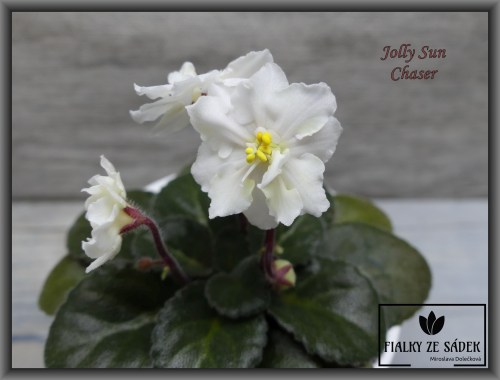 Jolly Sun Chaser